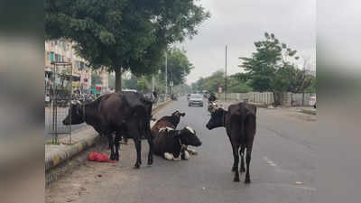 માલધારીઓ આગળ ઝૂકી ગઈ સરકાર, વિધાનસભામાં પસાર થયેલો ઢોર નિયંત્રણ ખરડો પાછો ખેંચાયો