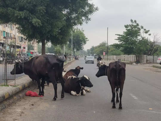 માલધારીઓ આગળ ઝૂકી ગઈ સરકાર, વિધાનસભામાં પસાર થયેલો ઢોર નિયંત્રણ ખરડો પાછો ખેંચાયો 