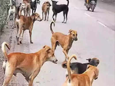 Stray Dogs: ಹೈದರಾಬಾದ್‌ನಲ್ಲಿ ಆಸ್ಪತ್ರೆ ಆವರಣದಲ್ಲಿಯೇ ವೈದ್ಯೆ ಮೇಲೆ ಬೀದಿ ನಾಯಿಗಳ ದಾಳಿ