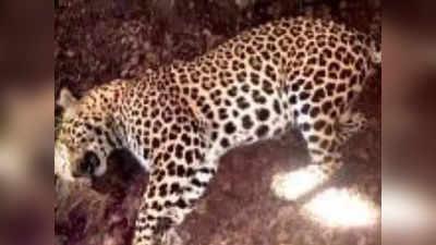 बहराइच: कतर्नियाघाट में संदिग्ध परिस्थितियों में हुई तेंदुए की मौत, जंगल के समीप खाली खेत में मृत मिला तेंदुआ