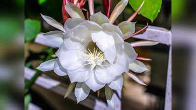 Brahma Kamal: বছরে একবার ফোটে ব্রহ্মকমল, যে পায় তার ভাগ্য বদলে যায়!