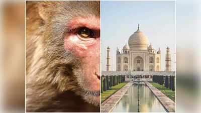 Agra Monkey Attack: ताज देखने आई एक और विदेशी टूरिस्‍ट को बंदरों ने काटा, 15 दिन में पांचवांं मामला