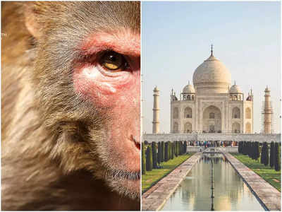 Agra Monkey Attack: ताज देखने आई एक और विदेशी टूरिस्‍ट को बंदरों ने काटा, 15 दिन में पांचवांं मामला