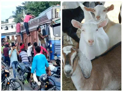 बिहार में बकरियों की लूट, पटना से कोलकाता जाने के दौरान अरवल में वारदात, पुलिस के छूट रहे पसीने