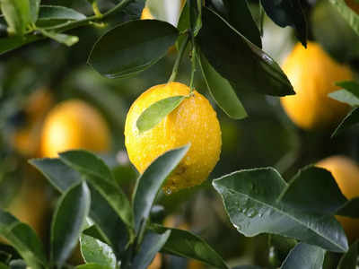 lemon leaves benefits: ఈ ఆకులు వాసన చూస్తే.. మైగ్రేన్‌‌ మాయం అవుతుంది..!