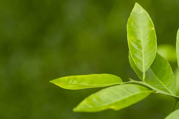 lemon leaves