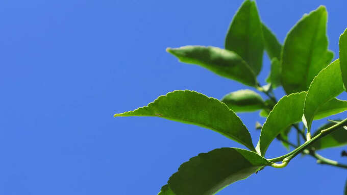 lemon leaves