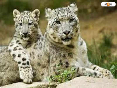 Leopard: হারিয়ে যাওয়া শাবকদের ফিরে পেয়ে সযত্নে কাছে টেনে নিল মা চিতাবাঘ, ভাইরাল ভিডিয়ো