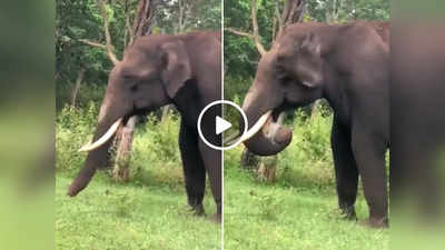 भूख में हाथी खाता दिखा प्लास्टिक, वायरल वीडियो ने लोगों का दिल दुखा दिया!