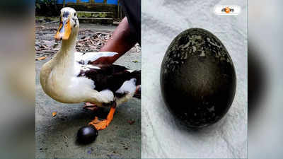 Ducks Black Eggs: রোজ কালো রঙের ডিম দিচ্ছে পাতিহাঁস, শোরগোল এলাকায়