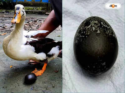 Ducks Black Eggs: রোজ কালো রঙের ডিম দিচ্ছে পাতিহাঁস, শোরগোল এলাকায়