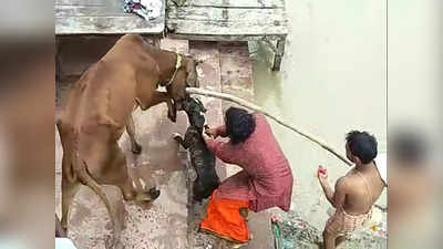 Kanpur News: पिटबुल डॉग ने गाय पर किया हमला, मुंह से दाबा जबड़ा... छुड़ाने में छूटे पसीने
