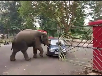 Elephant attack video: அசாமில் காரை பந்தாடும் யானை! அதிர்ச்சி வீடியோ