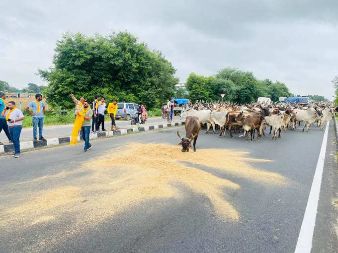 હાઈવે પર ગાયો માટે ચારો નાખીને ચક્કાજામ કરાયો