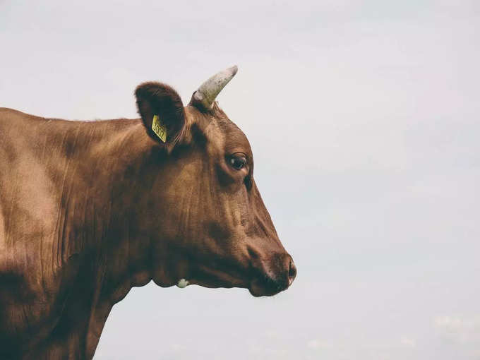 Cow