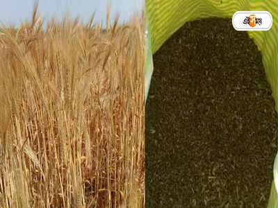 Black Wheat: আটায় রয়েছে বিশেষ গুণ, কালো গম চাষ করে মোটা টাকা আয় করছেন রায়গঞ্জের চাষি