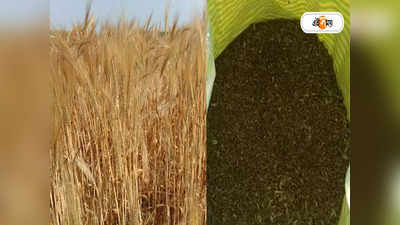 Black Wheat: আটায় রয়েছে বিশেষ গুণ, কালো গম চাষ করে মোটা টাকা আয় করছেন রায়গঞ্জের চাষি