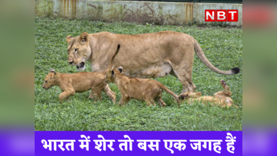 Lion news : टाइगर कई स्टेट में पर शेर सिर्फ एक जगह, खतरे से बचने को चीते से कब मिलेगा जंगल का राजा?