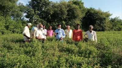 Jhansi News : तुलसी उगाने वाले किसान अब बनाने जा रहे खुद की कम्पनी, बनाएंगे उत्पाद और करेंगे मार्केटिंग