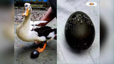 Black Egg : কালো ডিম পাড়ছে হাঁস, অবশেষে ফাঁস কারণ!