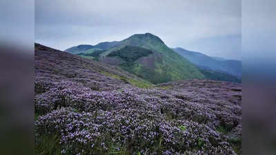 ಕಾಫಿನಾಡಿನ ಗಿರಿ ಶ್ರೇಣಿಯಲ್ಲಿ Neelakurinji; ಅಪರೂಪದ ಕುರಂಜಿ ಹೂವು ಕಿತ್ತು ಪ್ರವಾಸಿಗರಿಂದ ವಿಕೃತಿ