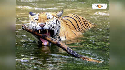 Royal Bengal Tiger : বাংলাদেশের বাঘ ভারতে যায়নি, বরং...! জ্যোতিপ্রিয়র পালটা ওপার বাংলার বনবিভাগের কর্তার