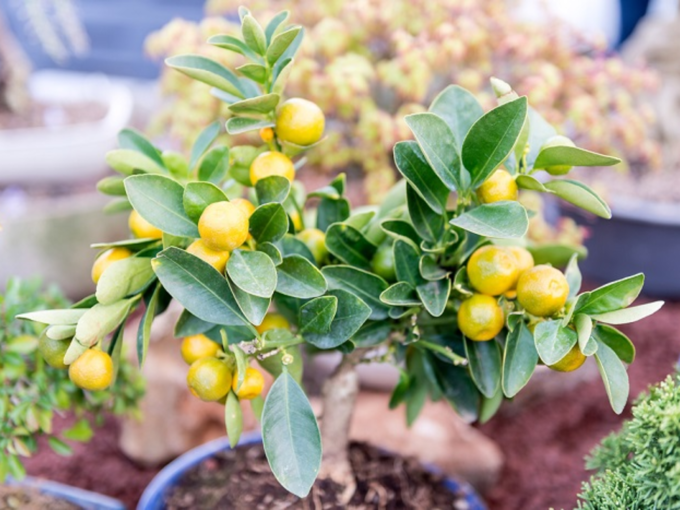 ​எலுமிச்சை மரம் (Citrus Trees)