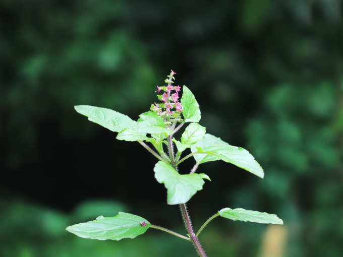 ​துளசி செடி (Tulsi)