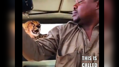 Cheetah Selfie Video: ஆப்பிரிக்கா காட்டில் சிறுத்தையுடன் செல்பி! விபரீத விளையாட்டு