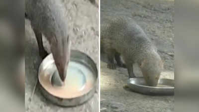 VIDEO : चहाचा नाद लै वाईट; मुंगूसालाही लागलं वेड; दिवसातून २-३ वेळा येऊन घेते आस्वाद