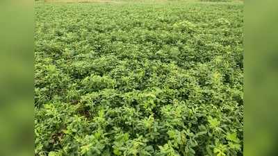 GroundNut Farming: किसानों के लिए है बादाम साबित हो रही मूंगफली, कम लागत में हो रहा तगड़ा मुनाफा