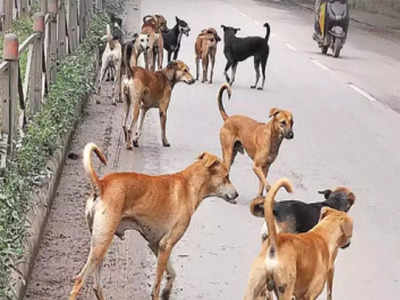 Dog Attack: गाजियाबाद की सोसायटी में कुत्‍ते ने नोचा बच्‍चे का पैर, मां देखती रह गई