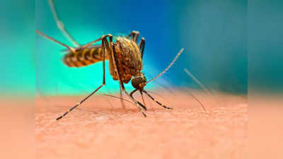 Lucknow Dengue: सावधान! लखनऊ में बढ़ रहा डेंगू, राजधानी में मिले 30 नए मरीज
