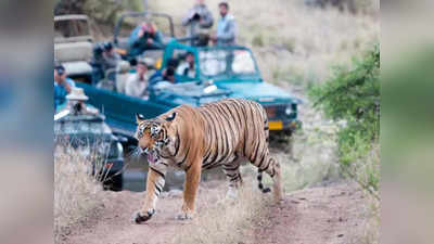 Rajasthan News: चीता परियोजना से राजस्थान के पर्यटन क्षेत्र में हो सकता चमत्कार