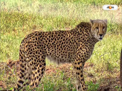 Cheetah In India : চিতা ডেরায় কবে পা ? Mann Ki Baat-এ বড় ঘোষণা প্রধানমন্ত্রীর