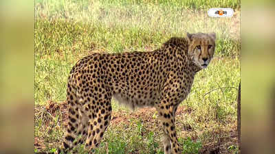 Cheetah In India : চিতা ডেরায় কবে পা ? Mann Ki Baat-এ বড় ঘোষণা প্রধানমন্ত্রীর