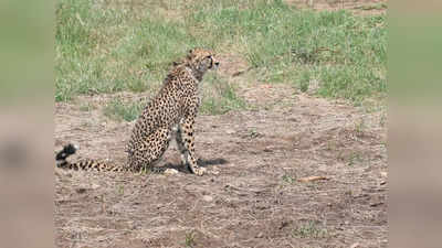 Kuno Jungle Cheetah: सबसे पहले चीतों की चहलकदमी देखने का है मौका, बस आपको करना होगा ये काम