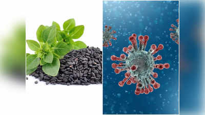 Basil Seeds Benefits: শুধু তুলসী পাতা নয়, এর বীজ খেলেও মুক্তি মেলে ভয়ংকর কিছু রোগ থেকে, জানুন ব্যবহারের পদ্ধতি