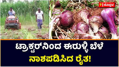 Onion Price: ದಿಢೀರ್‌ ಕುಸಿತ ಕಂಡ ಈರುಳ್ಳಿ ಬೆಲೆ; ಕೊಪ್ಪಳದಲ್ಲಿ ಟ್ರಾಕ್ಟರ್‌ನಿಂದ ಈರುಳ್ಳಿ ಬೆಳೆ ನಾಶಪಡಿಸಿದ ರೈತ!