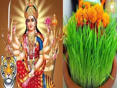 Navratri 2022 : नवरात्रीत जव किंवा गहू पेरण्याचे एक नव्हे तर अनेक फायदे