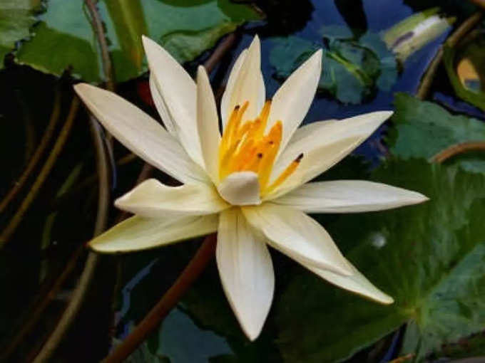 white lotus