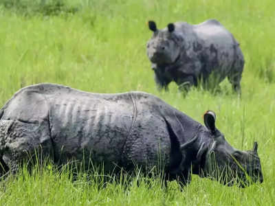 Assam News: চোরাশিকার রুখে বড় সাফল্য, কাজিরাঙায় বাড়ল একশৃঙ্গ গণ্ডারের সংখ্যা