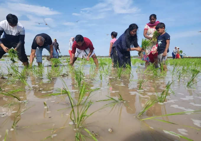 పొలం గట్టుపై కలెక్టర్ దంపతుల భోజనం.. కూలీలతో కలిసి సింపుల్‌గా