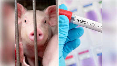 H1N1 Flu Virus (Swine Flu): এই রাজ্যে শূকরের পরে মানুষে ঢুকছে Swine Flu, লক্ষণ জানিয়ে সতর্ক করলেন চিকিৎসক