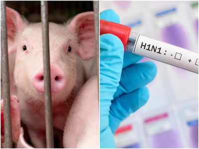 H1N1 Flu Virus (Swine Flu): এই রাজ্যে শূকরের পরে মানুষে ঢুকছে Swine Flu, লক্ষণ জানিয়ে সতর্ক করলেন চিকিৎসক