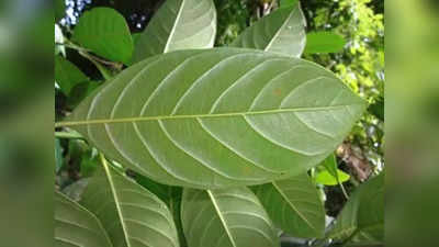 jackfruit leaves: തടിയും വയറും ഷുഗറും കുറയ്ക്കാന്‍ പ്ലാവില