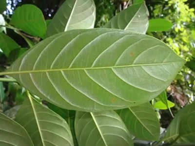 jackfruit leaves: തടിയും വയറും ഷുഗറും കുറയ്ക്കാന്‍ പ്ലാവില