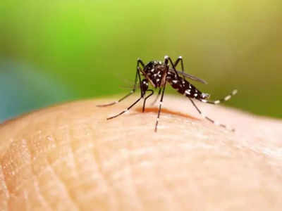 Dengue Fever : পুজোর আগে ফের ডেঙ্গি আতঙ্ক, হাওড়ায় মৃত আরও ১