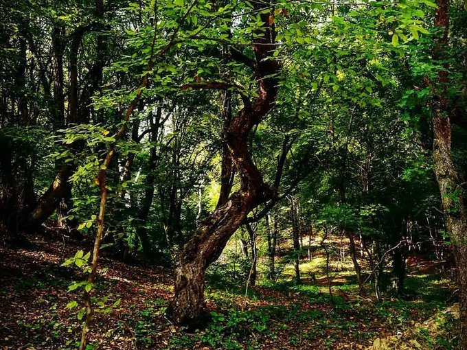 ​ಬಾಂಬೋ ಫಾರೆಸ್ಟ್