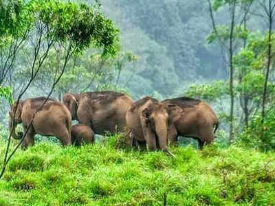 Gavi Forest:യാത്രികര്‍ക്ക് ഇനി ഗവിയിലെ കാട്ടിനുള്ളിലുള്ള സുരക്ഷിതമായ ഹോസ്‌റ്റേയില്‍ തങ്ങാം!